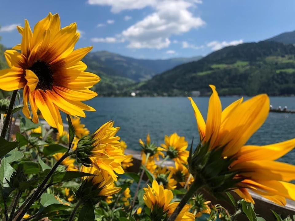 Alpen Appartements Viehhofen - Incl Sommercard Zell Am See Фихофен Экстерьер фото